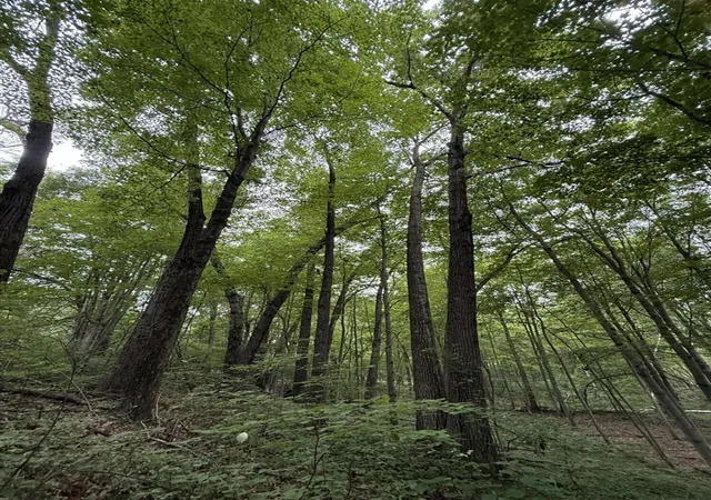 Photo 3 of Land for sale at 23250 W Wood Lake Rd, Pierson, MI 49339 | MLS# 70542061 | Listing updated on 2026-07-20