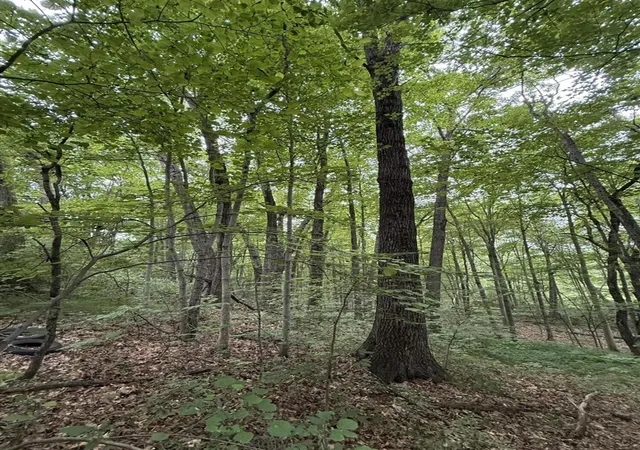 Photo 4 of Land for sale at 23250 W Wood Lake Rd, Pierson, MI 49339 | MLS# 70542061 | Listing updated on 2026-07-20