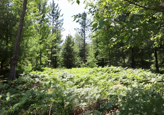 Photo 4 of Land for sale at 001 E Greenwood Rd, Prescott, MI 48756 | MLS# 70548310 | Listing updated on 2026-09-05