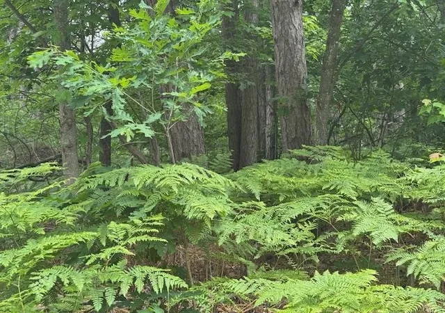 image of 10384 W Rosted Rd, Lake City, MI 49651 | MLS# 80070001