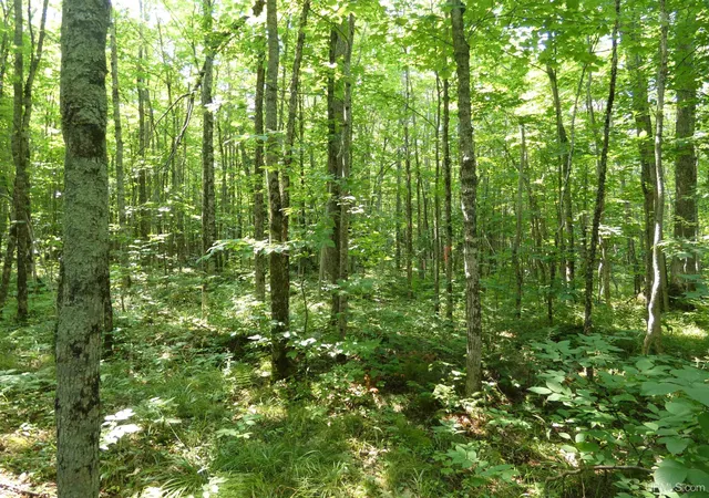 Photo 4 of Sale Pending at Tbd M 64 Hwy, Marenisco, MI 49947 | MLS# 50216874 | Listing updated on 2026-09-30