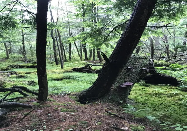 Photo 2 of Land for sale at Vl Old State Rd, Johannesburg, MI 49751 | MLS# 70547448 | Listing updated on 2026-08-28