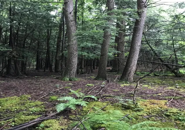 Photo 3 of Land for sale at Vl Old State Rd, Johannesburg, MI 49751 | MLS# 70547448 | Listing updated on 2026-08-28