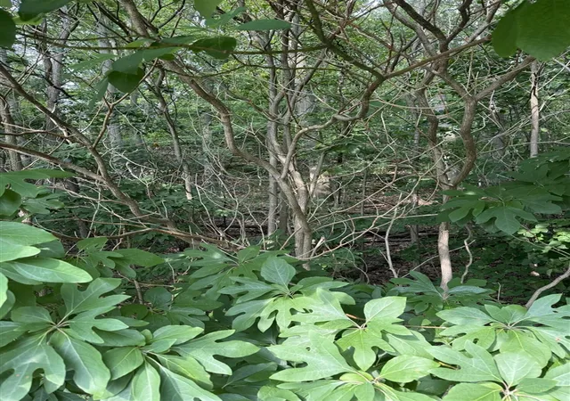 Photo 3 of Land for sale at Wildwood Dr, West Olive, MI 49460 | MLS# 70551999 | Listing updated on 2026-08-13