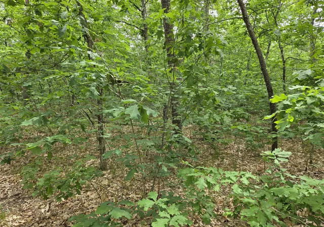 Photo 2 of Land for sale at V/l W 10-13 Oliver Rd, Baldwin, MI 49304 | MLS# 70551218 | Listing updated on 2026-08-09