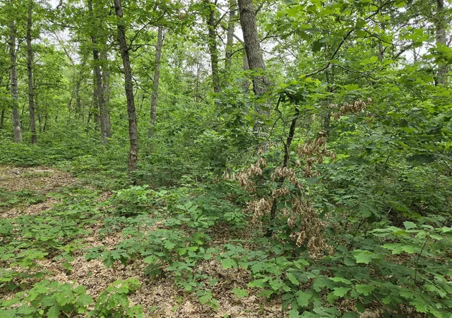 Photo 3 of Land for sale at V/l W 10-13 Oliver Rd, Baldwin, MI 49304 | MLS# 70551218 | Listing updated on 2026-08-09