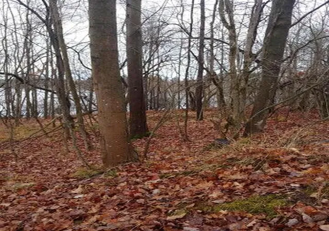 Photo 2 of Land for sale at 23045 Miramichi Dr, Evart, MI 49631 | MLS# 70555671 | Listing updated on 2026-08-30