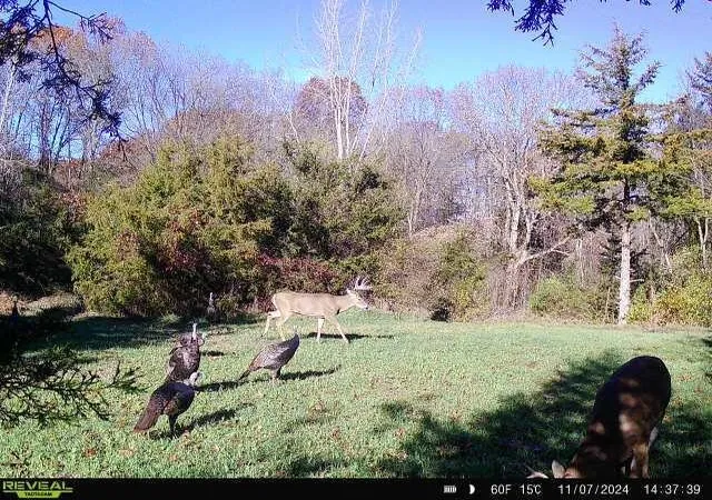Photo 4 of Land for sale at 5100 Long Lake Rd, Reading, MI 49274 | MLS# 70514888 | Listing updated on 2026-08-09