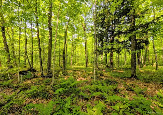 Photo 5 of Land for sale at 160 Acres Camp Gibbs Rd, Iron River, MI 49935 | MLS# 50218808 | Listing updated on 2026-08-17