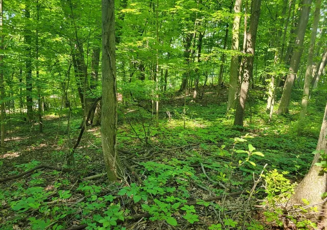 Photo 3 of Land for sale at V/l Peterson Dr, Gobles, MI 49055 | MLS# 70529401 | Listing updated on 2026-07-06