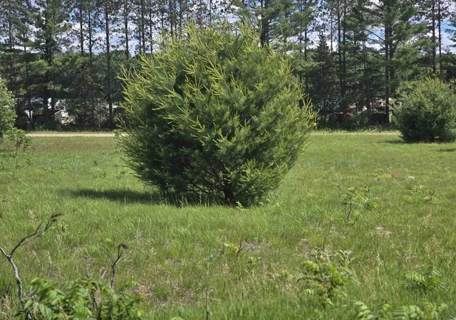 Homes for sale in Mesick, MI | Kay Rd Guthrie Rd, Mesick, MI 49668 | MLS# 80070779