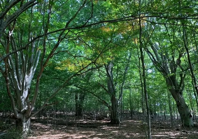 5th image of Wildwood Trl, Manistee, MI 49660 | MLS# 70543284