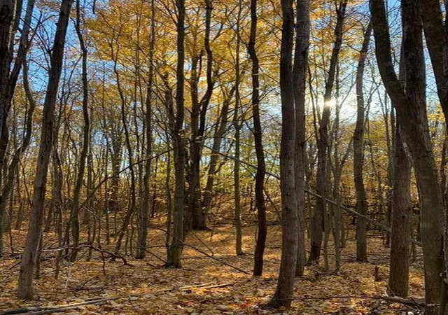 8th image of Wildwood Trl, Manistee, MI 49660 | MLS# 70543284