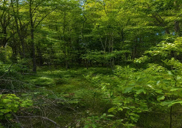 Photo 3 of Land for sale at S Mill Iron Rd, Muskegon, MI 49442 | MLS# 70549956 | Listing updated on 2026-08-24