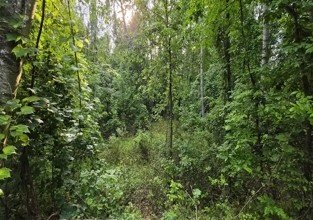 Photo 4 of Land for sale at 7925 Michigan 18, Gladwin, MI 48624 | MLS# 70553159 | Listing updated on 2026-10-08