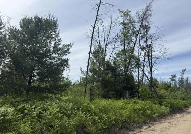 Homes for sale in Idlewild, MI | Parcel 2 Nelson Rd, Idlewild, MI 49642 | MLS# 70536522