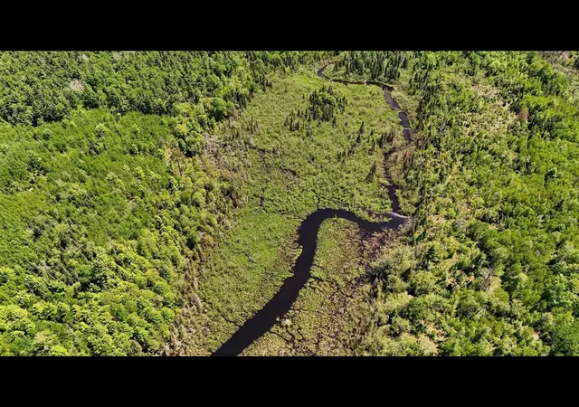 Photo 4 of Land for sale at Federal Forest Hwy 16, Iron River, MI 49935 | MLS# 70542532 | Listing updated on 2026-08-20