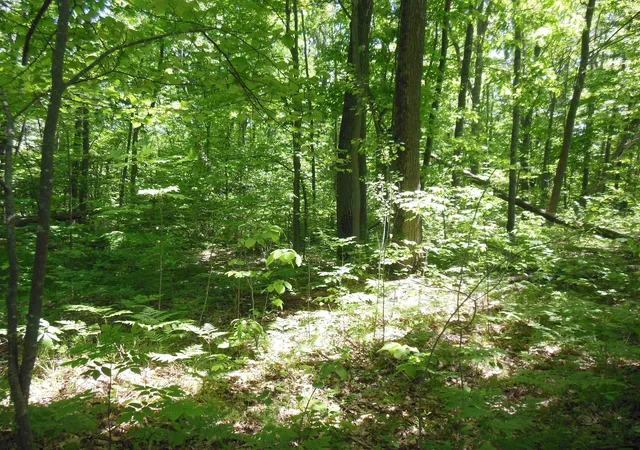 Photo 3 of Land for sale at Lot 26 Rodgers Rd, Harrison, MI 48625 | MLS# 50210486 | Listing updated on 2026-06-16