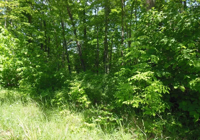 Photo 3 of Land for sale at Lot 26 Rodgers Rd, Harrison, MI 48625 | MLS# 50210486 | Listing updated on 2026-06-16