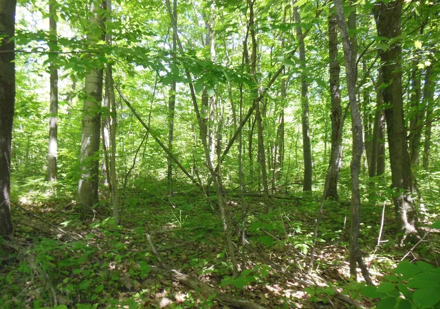 Photo 4 of Land for sale at Lot 26 Rodgers Rd, Harrison, MI 48625 | MLS# 50210486 | Listing updated on 2026-06-16