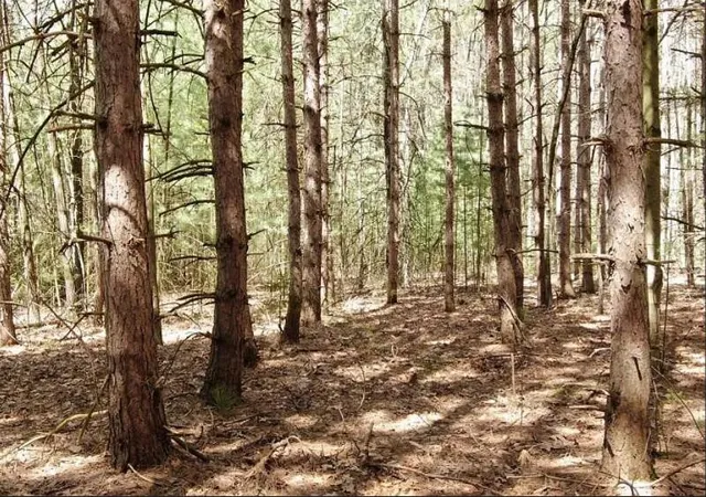 Photo 2 of Land for sale at 9101 Forest Pines Dr, Mecosta, MI 49332 | MLS# 70554168 | Listing updated on 2026-08-24
