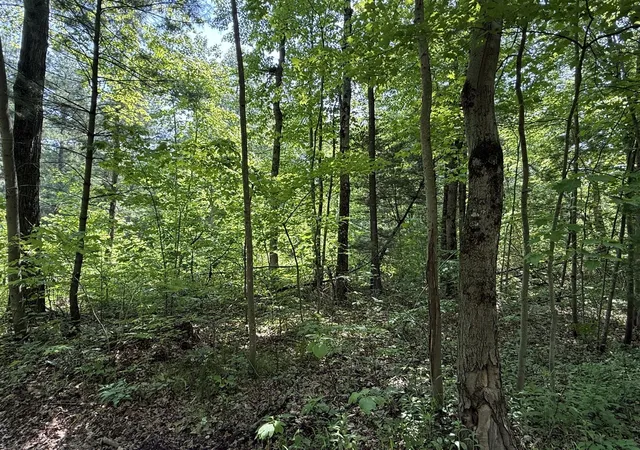 Photo 3 of Land for sale at 0 Austin Rd, Twin Lake, MI 49457 | MLS# 70524909 | Listing updated on 2026-10-02