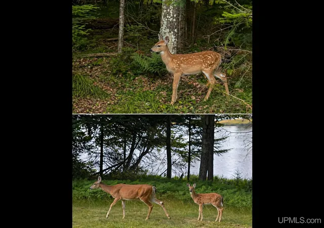 Photo 3 of Land for sale at 301a-301b Robinson Lake Rd, Iron River, MI 49935 | MLS# 50167828 | Listing updated on 2026-04-23