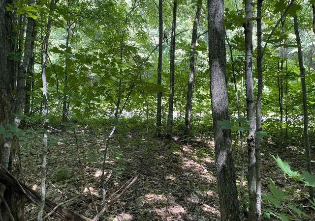 Homes for sale in Elmira, MI | Lot 437 Northwood Dr, Elmira, MI 49730 | MLS# 80060226