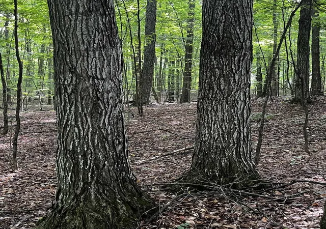 Photo 1 of Land for sale at 7745 Kingsley Rd, Kingsley, MI 49649 | MLS# 80072860 | Listing updated on 2026-09-17