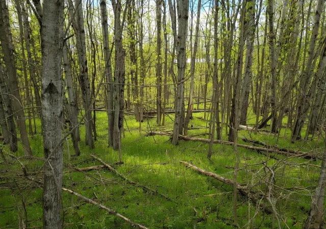 Photo 1 of Land for sale at Lot 56 Linksview Way, Gladwin, MI 48624 | MLS# 50205190 | Listing updated on 2026-06-17