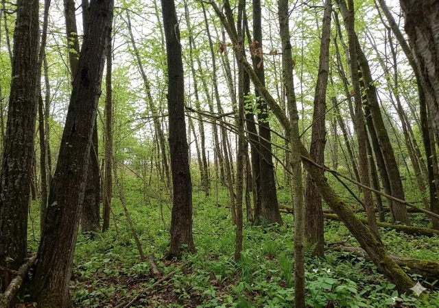 Photo 3 of Land for sale at Lot 56 Linksview Way, Gladwin, MI 48624 | MLS# 50205190 | Listing updated on 2026-06-17