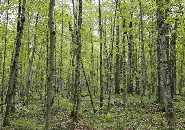 Photo 4 of Land for sale at Tbd Lot 37 Yellow Rd, Nisula, MI 49952 | MLS# 50218223 | Listing updated on 2026-08-12