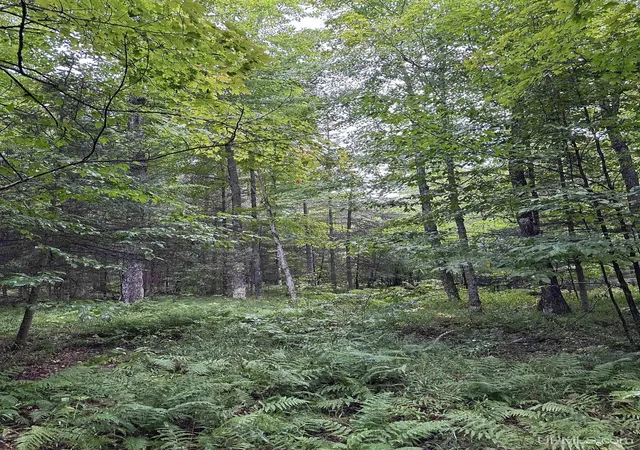 Photo 14 of Land for sale at Tbd Old Beechwood Rd, Iron River, MI 49935 | MLS# 50220381 | Listing updated on 2026-09-01