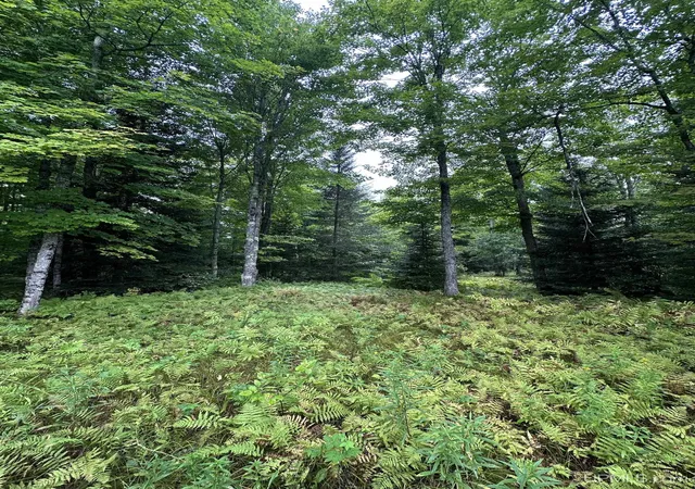 Photo 5 of Land for sale at Tbd Old Beechwood Rd, Iron River, MI 49935 | MLS# 50220381 | Listing updated on 2026-09-01