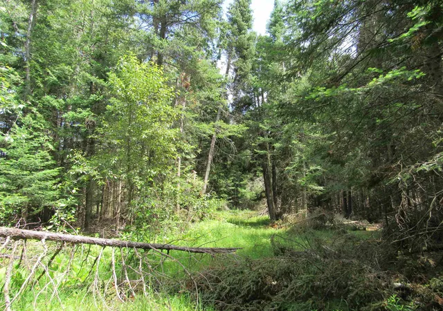 Homes for sale in Harrisville, MI | 0 N Poor Farm Rd, Harrisville, MI 48740 | MLS# 80070173