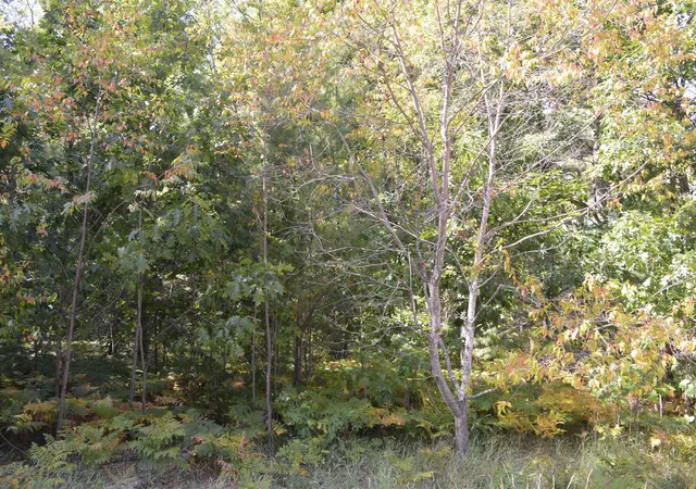 5th image of 2191 Driftwood Ln, Kalkaska, MI 49646 | MLS# 80072475