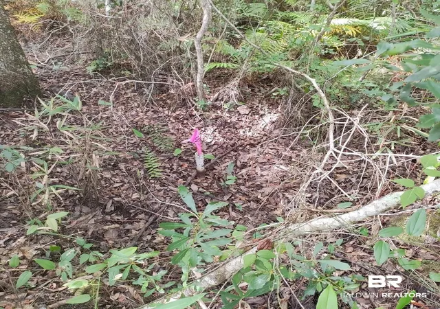 Photo 3 of Land for sale at 00000 Boykin Blvd, Lillian, AL 36549 | MLS# 384256 | Listing updated on 2026-07-28