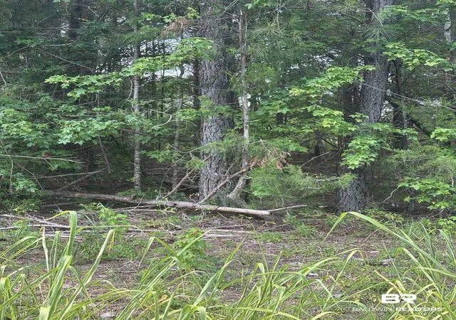 Photo 6 of Land for sale at 0 Main St, Hayneville, AL 36040 | MLS# 400041 | Listing updated on 2026-07-31