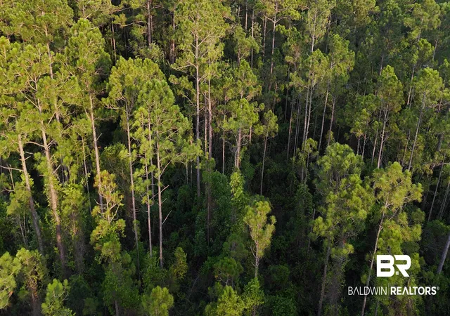 Photo 4 of Land for sale at 00 Highway 188, Coden, AL 36523 | MLS# 398575 | Listing updated on 2026-07-24