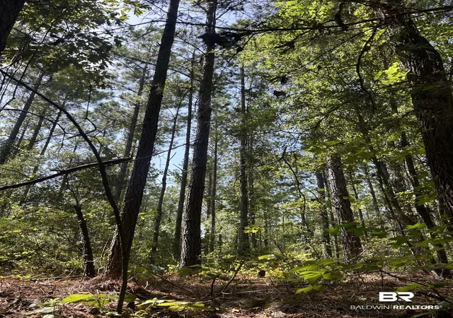 Photo 4 of Land for sale at 0 Martin Road;, Greensboro, AL 36744 | MLS# 407062 | Listing updated on 2026-08-17