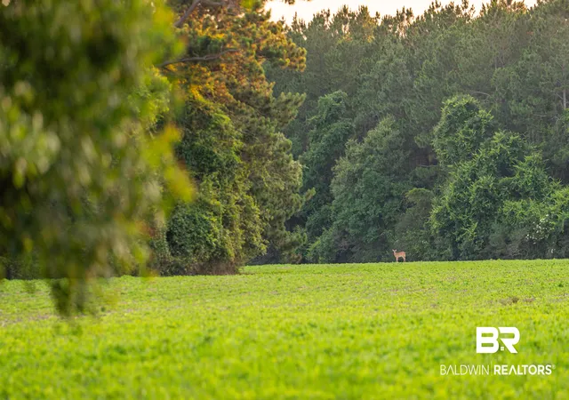 Photo 3 of Land for sale at 0 Bromely Road, Stapleton, AL 36578 | MLS# 409508 | Listing updated on 2026-09-09