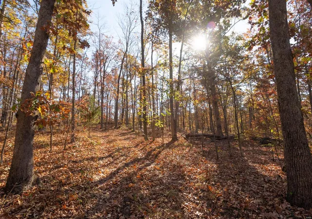 Photo 1 of Land for sale at 0 County Road 534, Poplar Bluff, MO 63901 | MLS# 23066121 | Listing updated on 2024-11-04