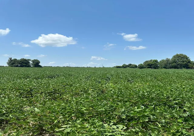 Photo 1 of Land for sale at 0 Highway 62, Campbell, MO 63933 | MLS# 24045230 | Listing updated on 2024-11-07