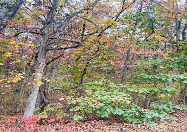 Photo 4 of Land for sale at 0 Krausetown Rd, Owensville, MO 65066 | MLS# 24068543 | Listing updated on 2024-10-31