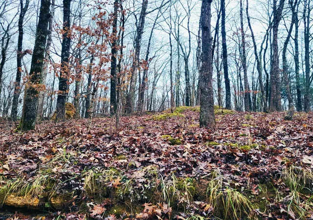 Photo 1 of Land for sale at 0 County Road 472, Poplar Bluff, MO 63901 | MLS# 25000180 | Listing updated on 2025-01-02