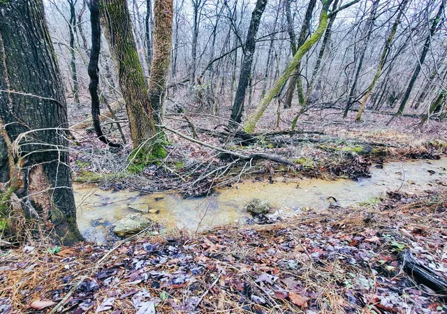 Photo 3 of Land for sale at 0 County Road 472, Poplar Bluff, MO 63901 | MLS# 25000180 | Listing updated on 2025-01-02