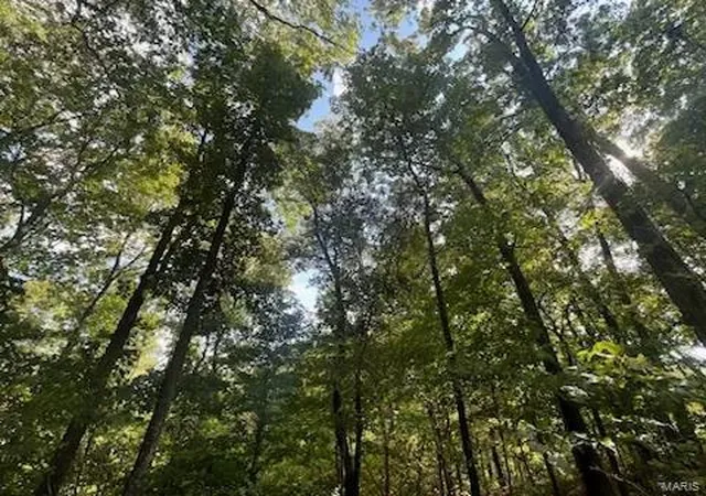 Photo 1 of Land for sale at 0 County Road 261, Advance, MO 63730 | MLS# 25020249 | Listing updated on 2025-04-01