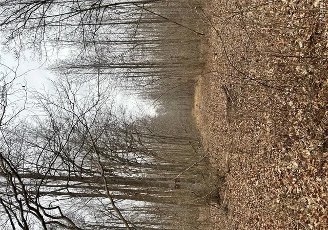 5th image of Hwy T Forest Road 3697, Poplar Bluff, MO 63901 | MLS# MIS26004076