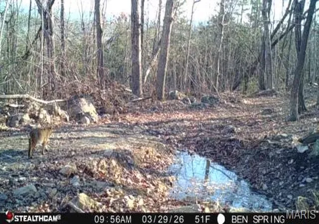 3rd image of 0 Hwy O, Fredericktown, MO 63645 | MLS# MIS26018943