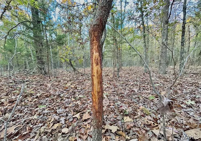 4th image of Tract 1 County Rd 4215, Salem, MO 65560 | MLS# MIS26030282